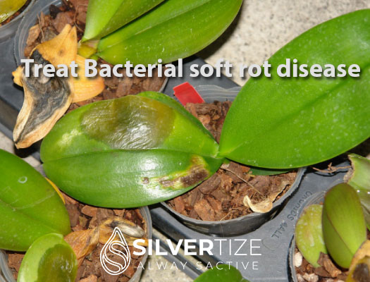 agro-bacterial-treatment